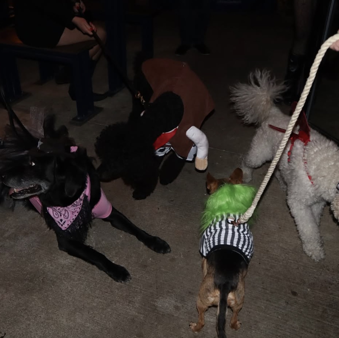 A group of dogs in Halloween costumes